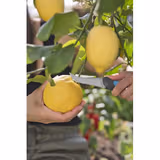 Ніж GARDENA VeggieCut для збирання врожаю 12211-30.000.00 фото