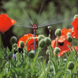 Мікродощувачі шестипозиційний Gardena 01396-29.000 фото